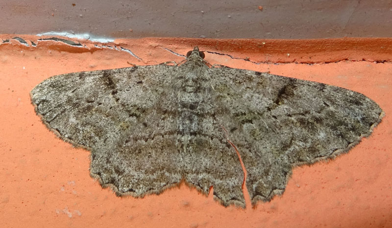 strano strappo/ferita.....Peribatodes rhomboidaria